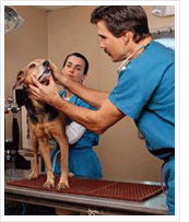 Veterinarian Career and Job Information